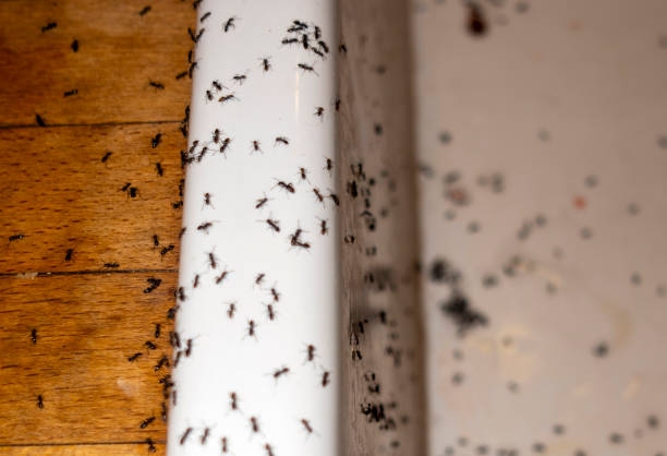 Best Best Pest Control Companies  in Ramsey, NJ